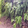 Plants: image 59 Of 208 Thumb